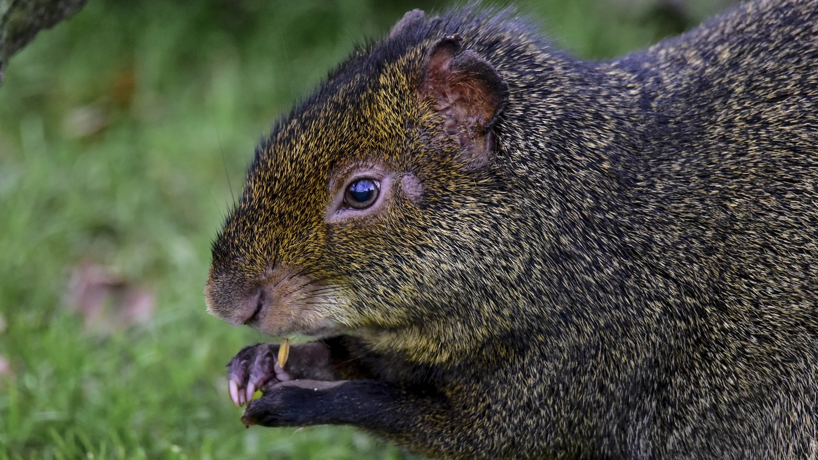 Agouti Eating Ywp