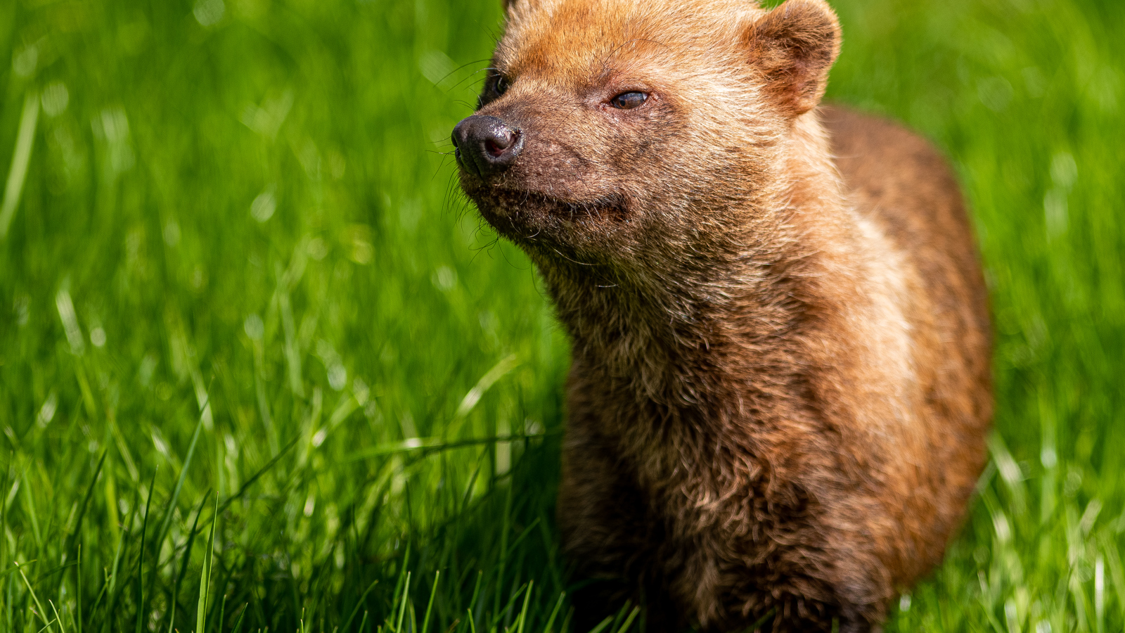 2021 06 04 2021Bush Dog Portrait 1 Dr Ywp