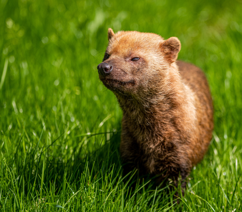 2021 06 04 2021Bush Dog Portrait 1 Dr Ywp