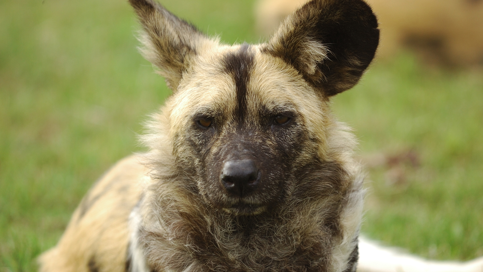 Painted Dog CU