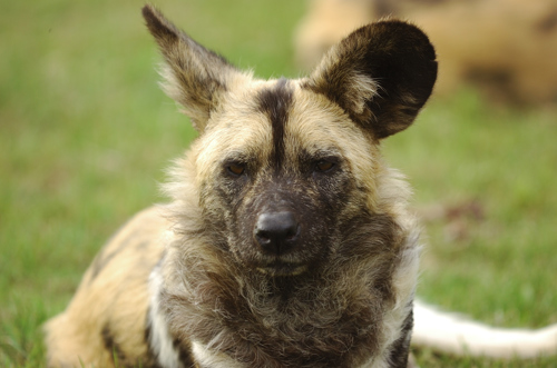 Painted Dog CU