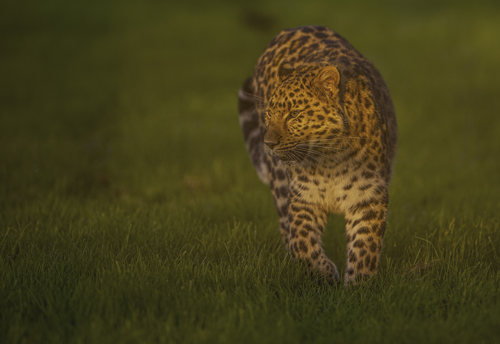 2024 Leopard Heights Dr Ywp 59