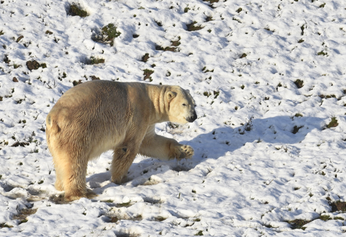 Polar Bear Victor In The Snow Uphill Walk