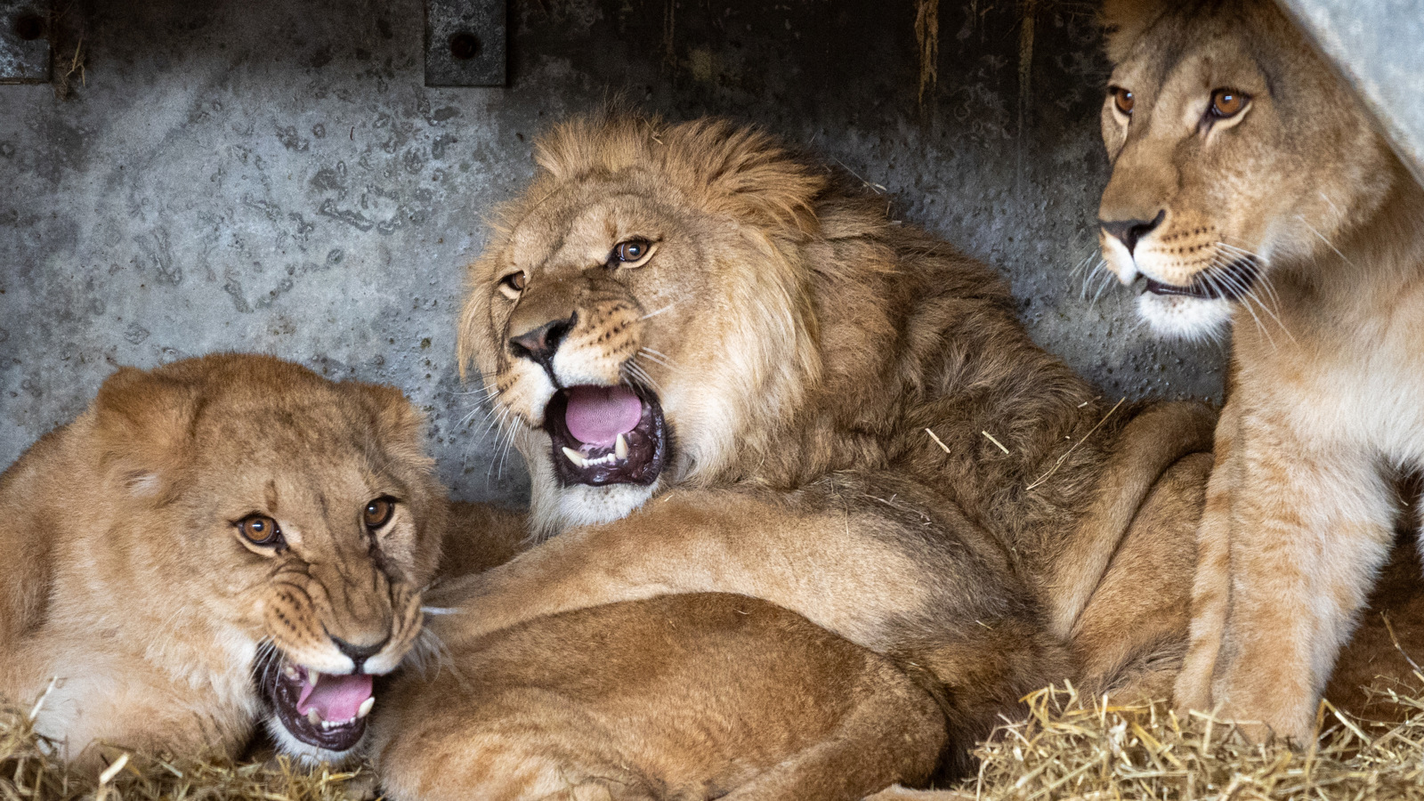 ACP MDM210324ZOO 49