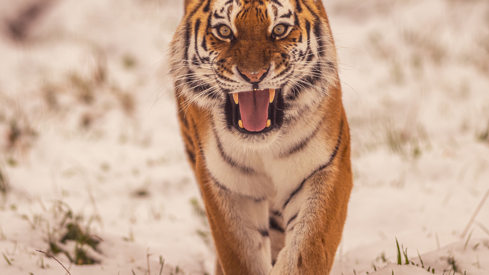 2023 Land Of The Tiger Dr Ywp 88