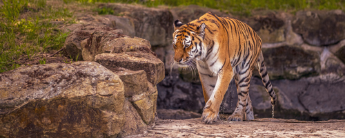 2024 Land Of The Tiger Dr Ywp 37