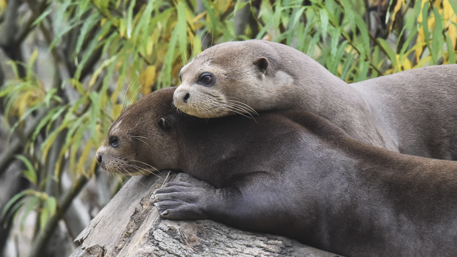 Giant Otter Two Together Love And Cuddles