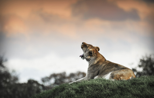 Lions 3 Cris Janson Piers