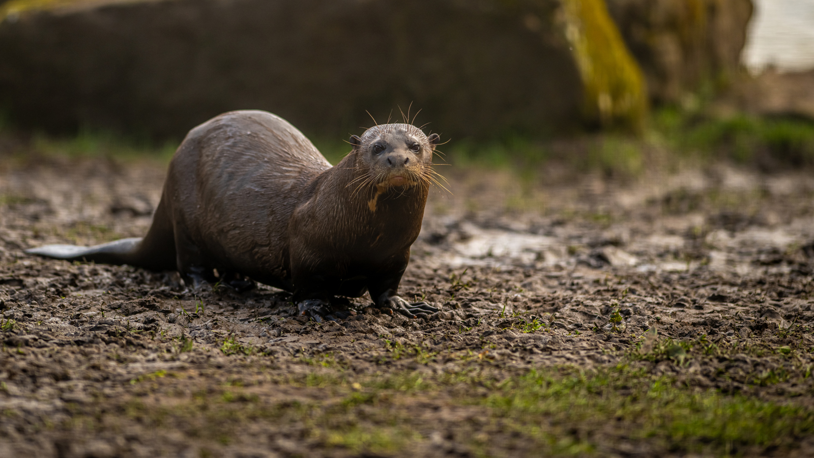 2024 Giant Otter Dr Ywp 1