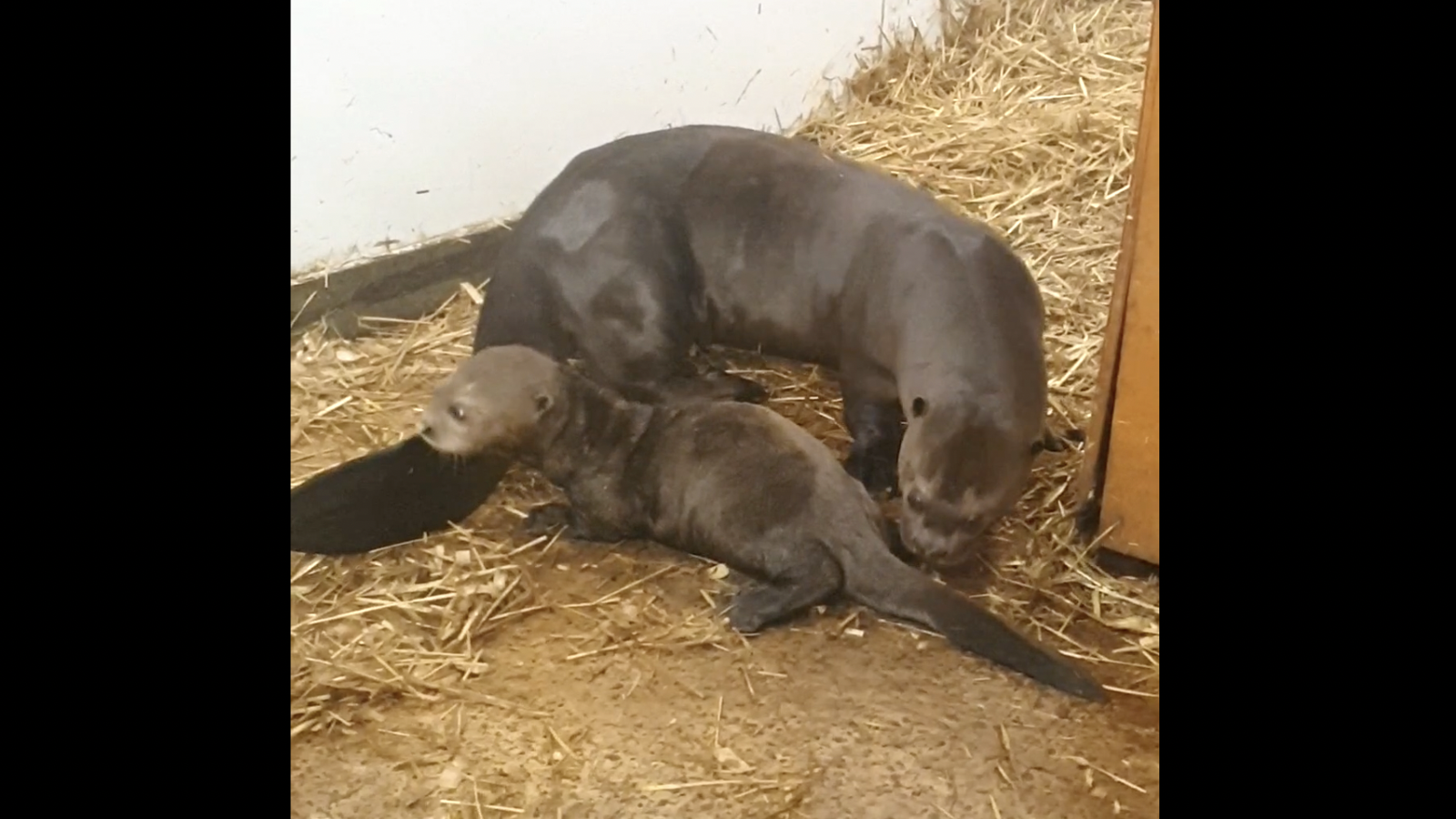 Baby Otter Ywp 03