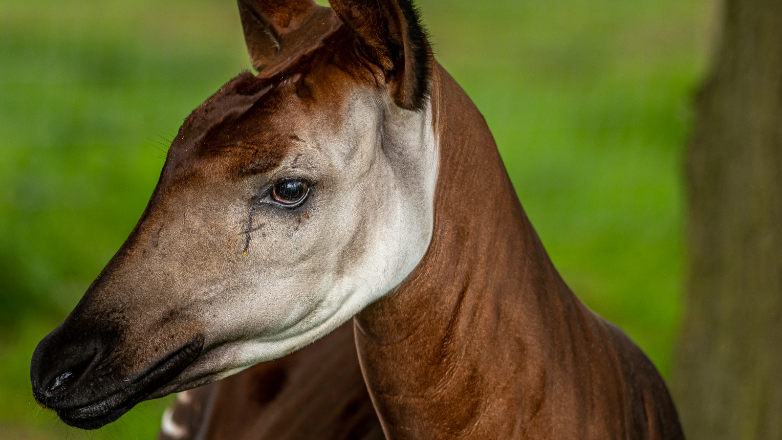 2022 06 01 2022Okapi Portrait 1 Dr Ywp