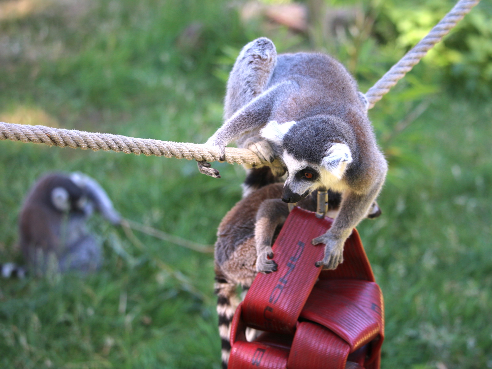 Lemur Enrichment
