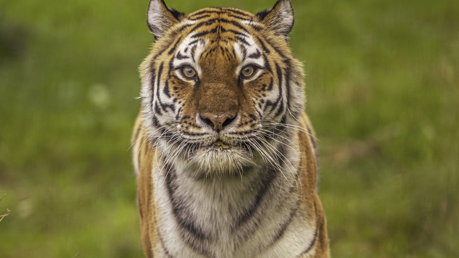 2024 Land Of The Tiger Dr Ywp 55