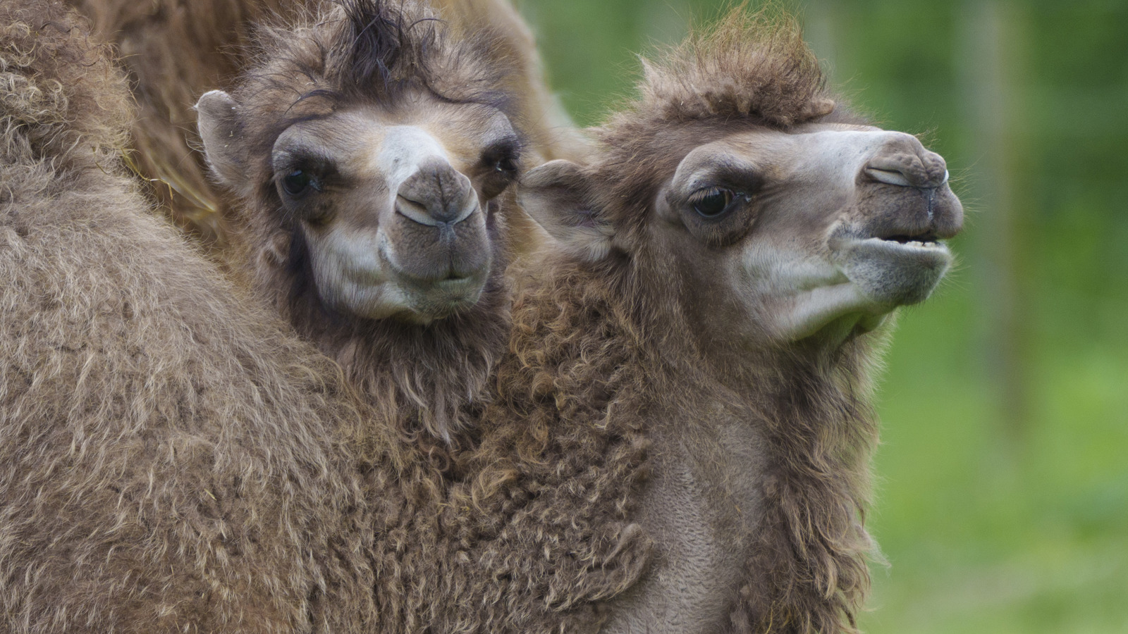 YWP Camels 009