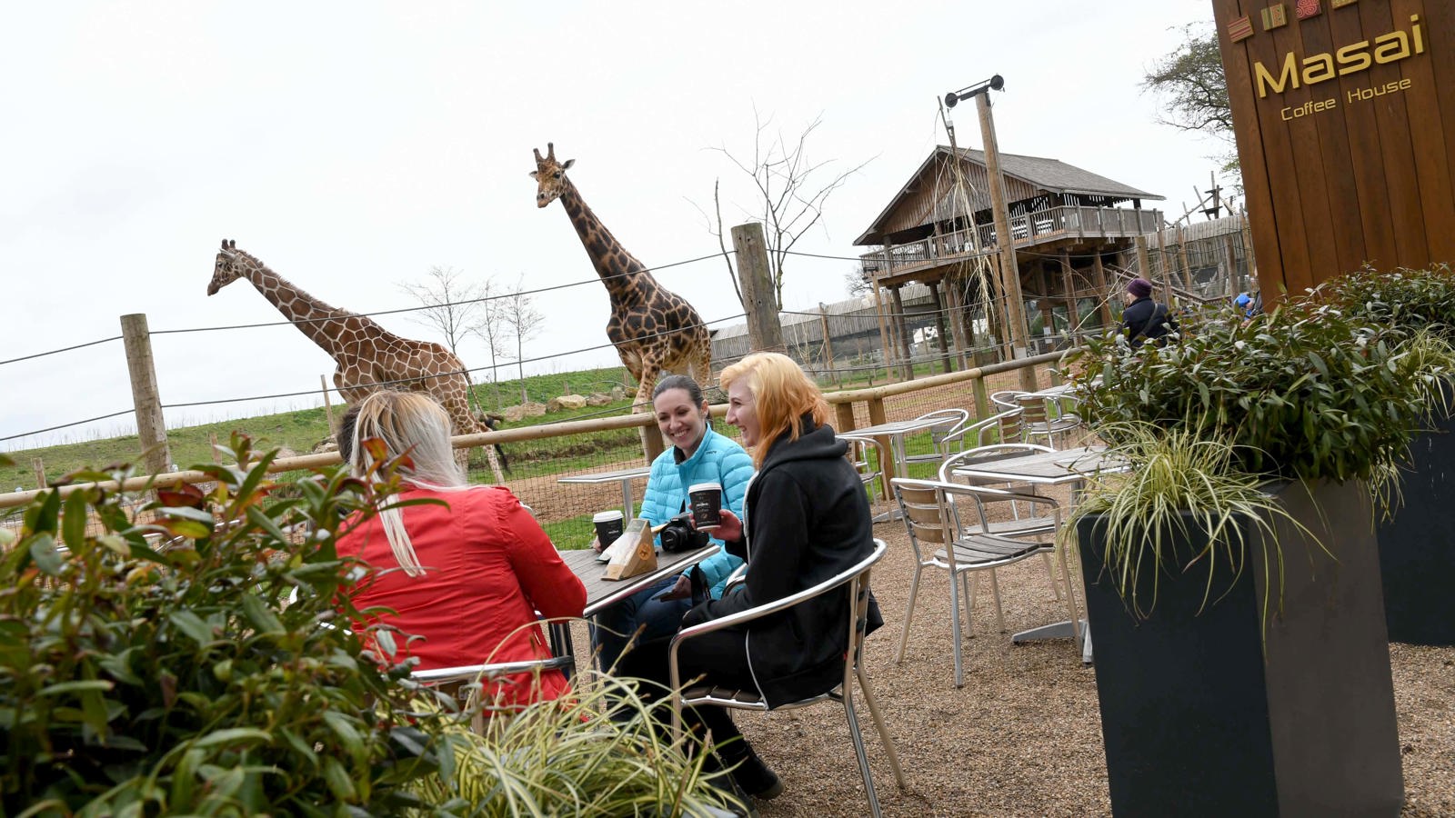 Ywp Masai Cafe Giraffes