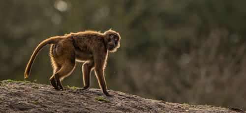 2024 Gelada Monkey Dr Ywp 16