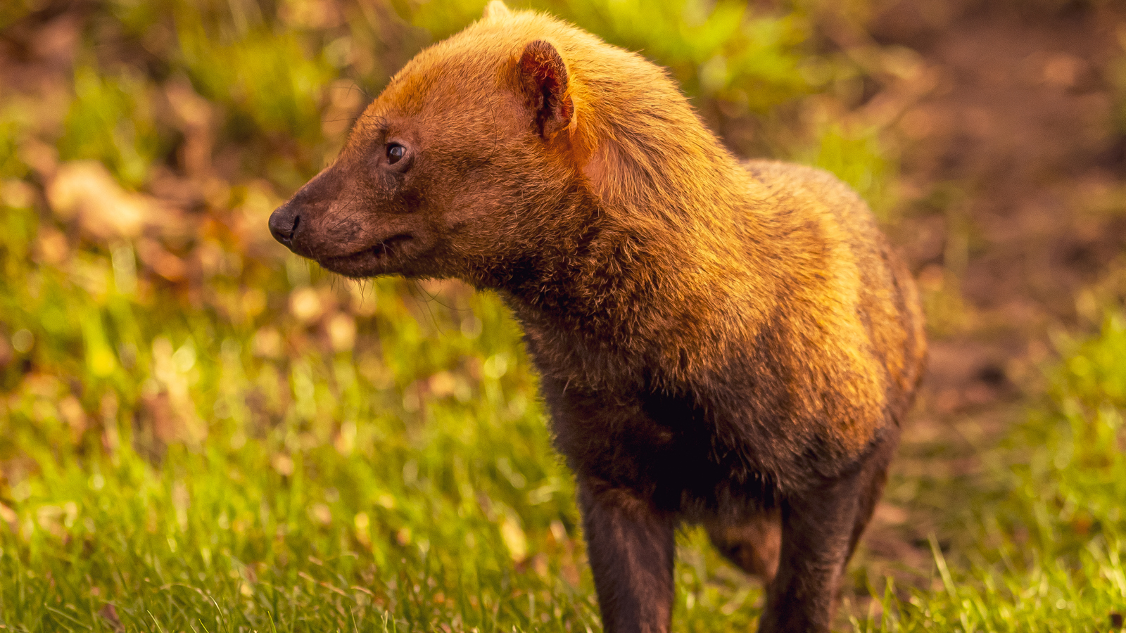 2024 Bush Dog Dr Ywp 7