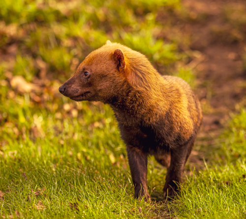 2024 Bush Dog Dr Ywp 7