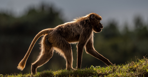 2021 11 03 2021Backlit Gelada Monkey 1 Dr Ywp