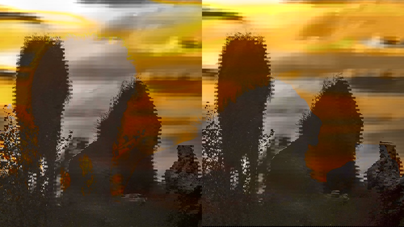 8 Aug Lion Sunset Safari