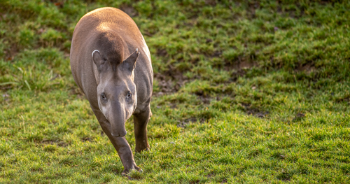 2023 01 23 2023 Tapir 1 Dr Ywp