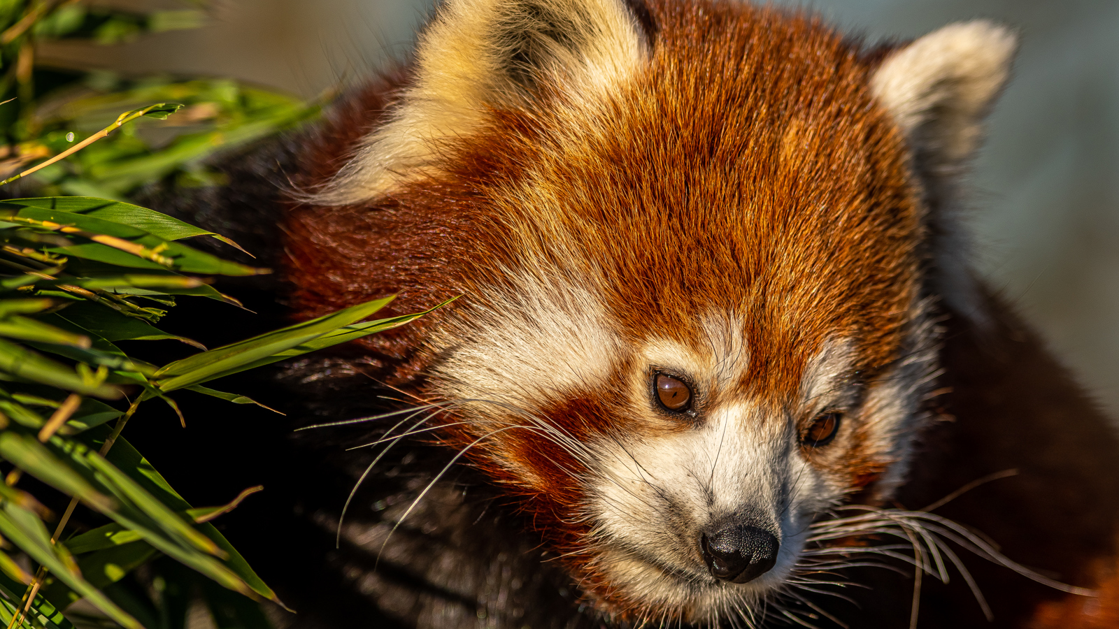 2021 12 15 2021Red Panda Feeding 1 Dr Ywp