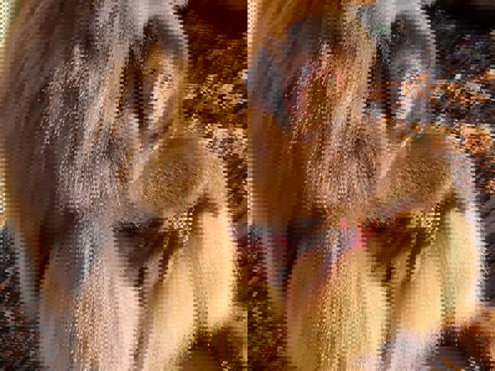 Gelada Photo 1
