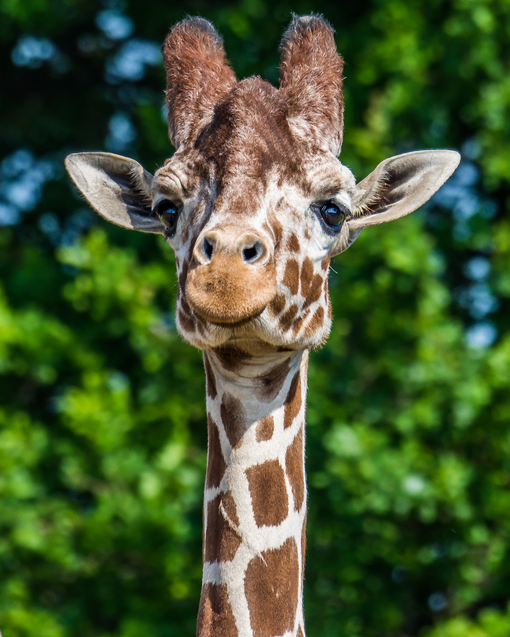Giraffe Head Shot Face On (CR. Neil Hutchinson)