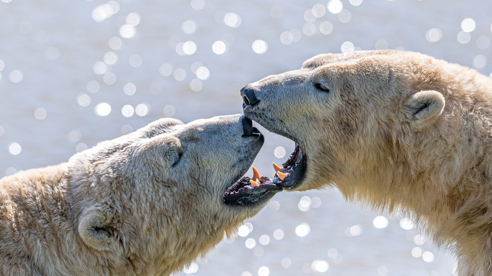 2023 05 03 2023 Project Polar 1 119 Dr Ywp