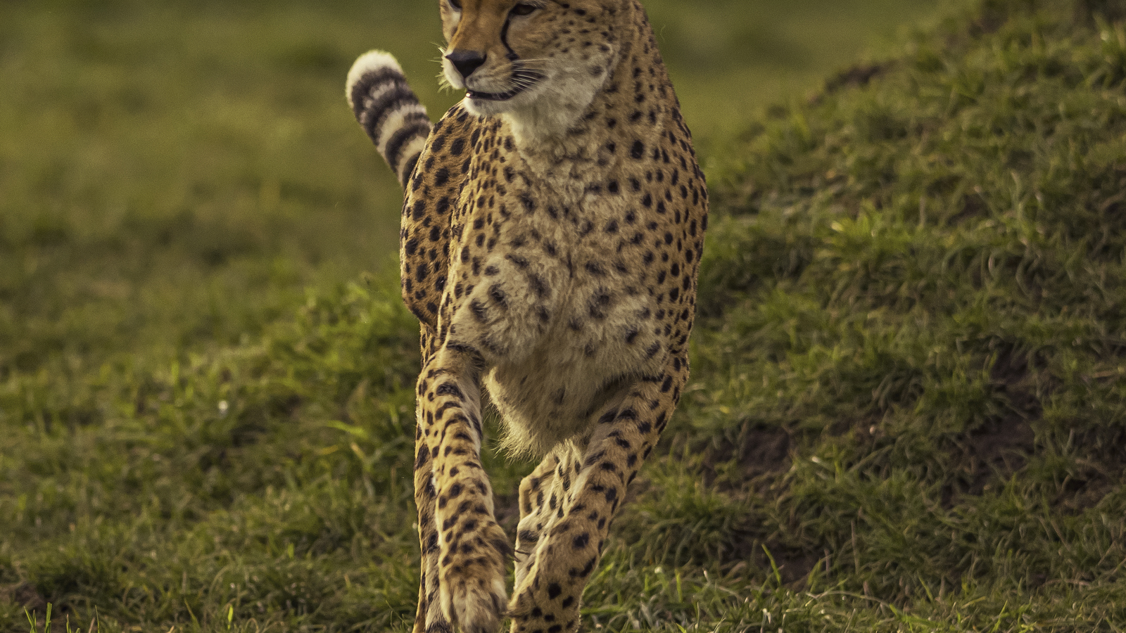 2025 Cheetah Territory Dr Ywp 13