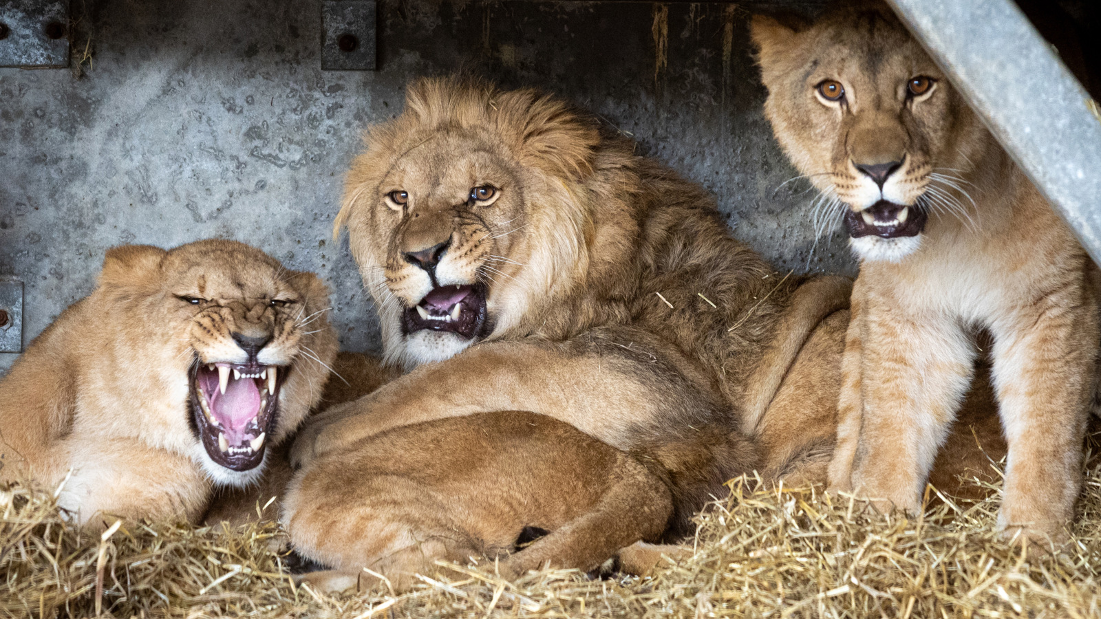 ACP MDM210324ZOO 47