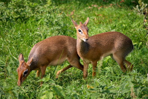 Dik Dik Parents