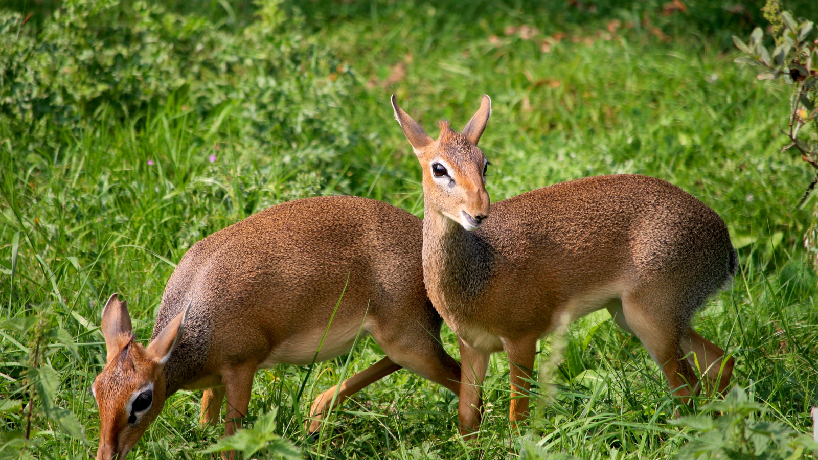 Dik Dik Parents