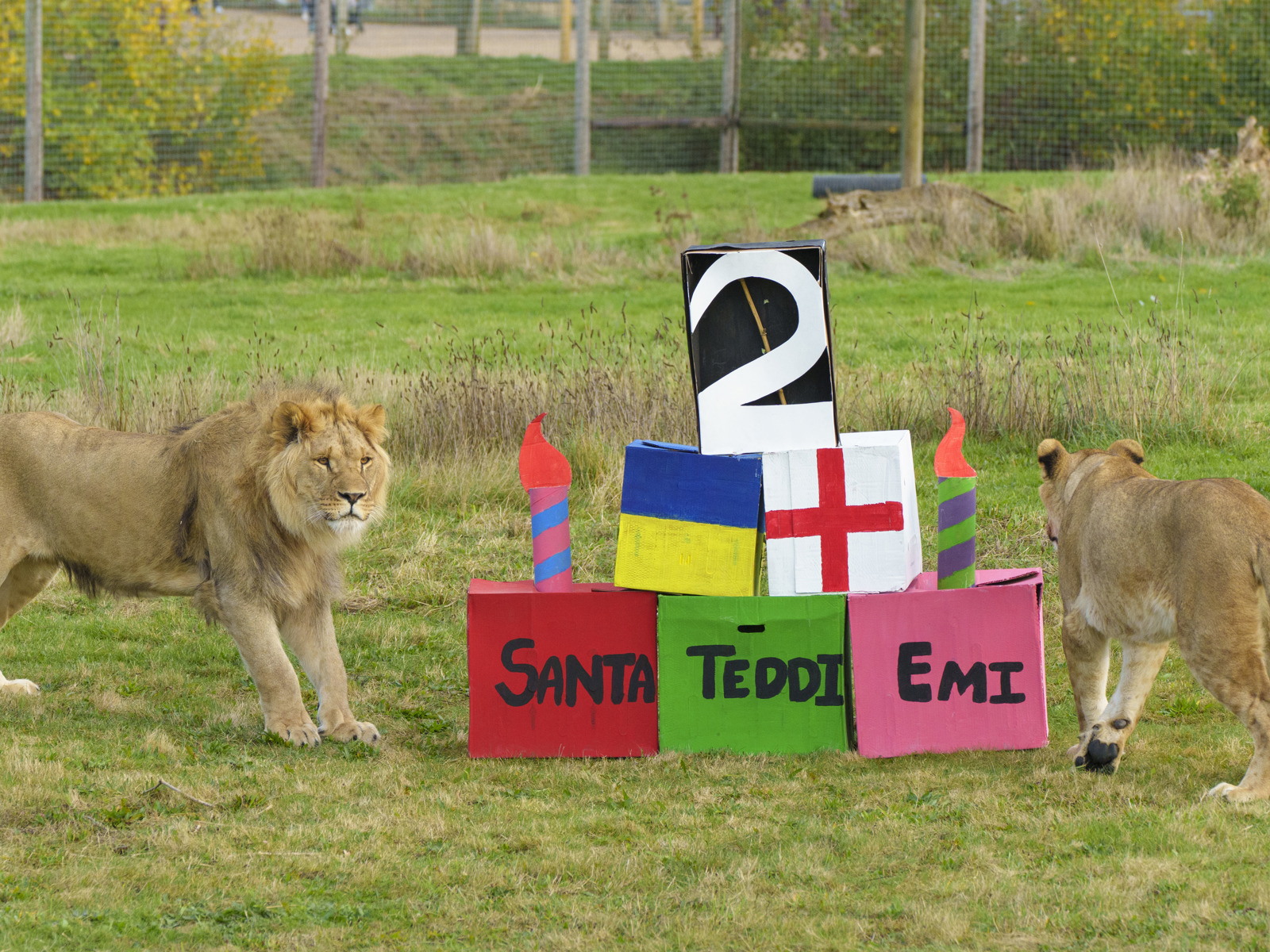 Ywp Lions Bday 003
