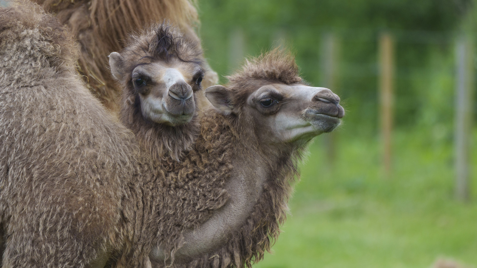 YWP Camels 008