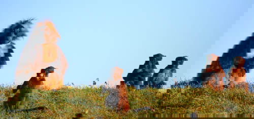 Gelada Monkey Family