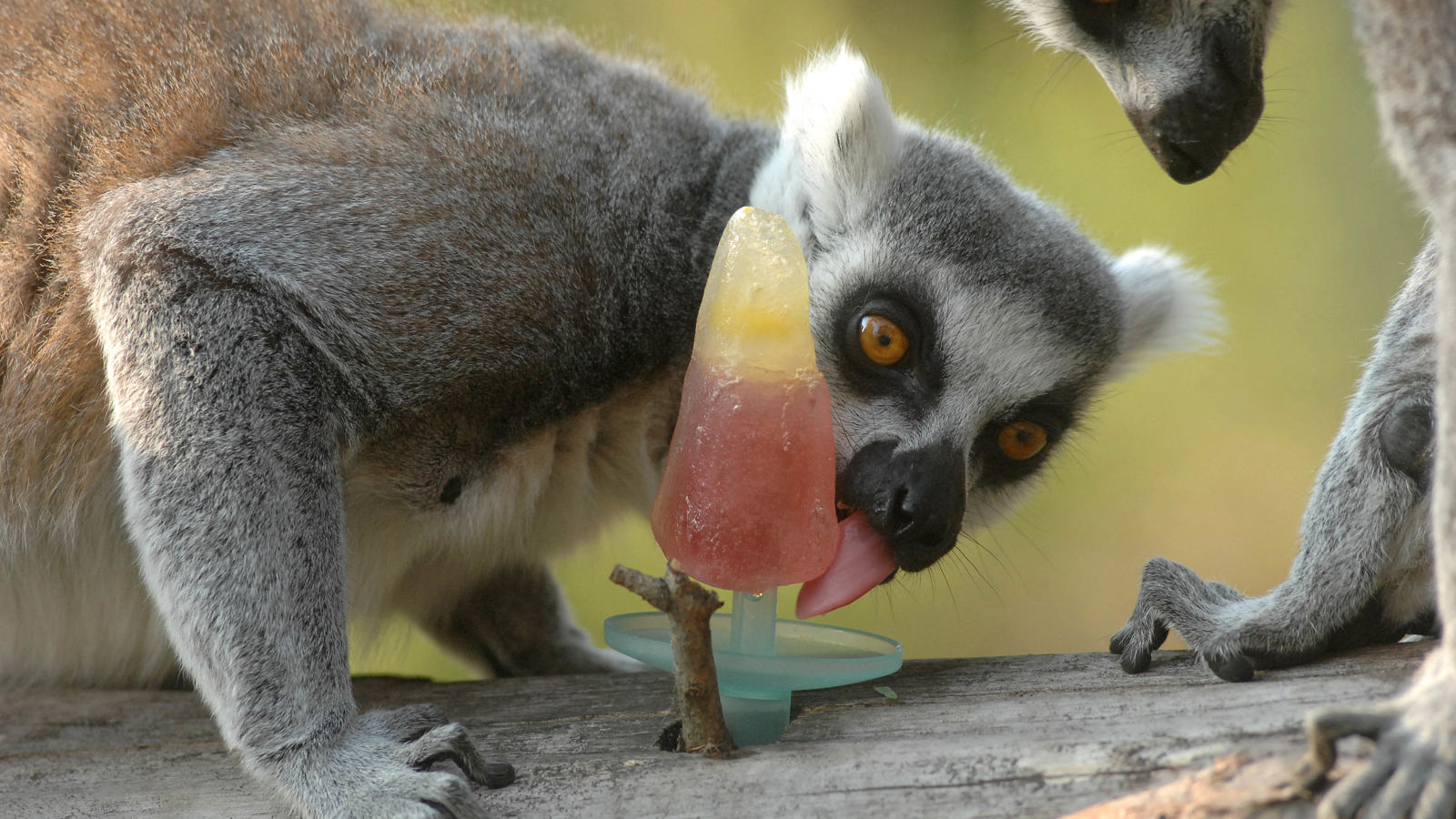 Ringtail Lemur Close Up, Licking Ice Lolly (1)