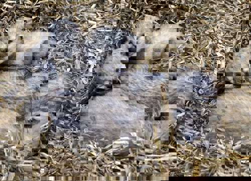 E8c27e6b Ac75 4Ec3 B923 782F2ee906d6