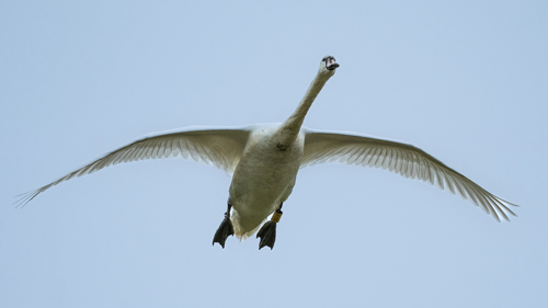 Swan Derek Crunkhorn