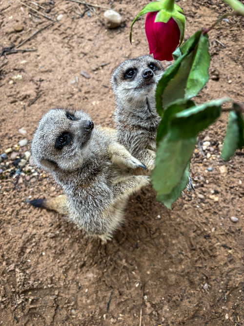 B68ae442 12A7 4330 8A4a 18C7af94155e