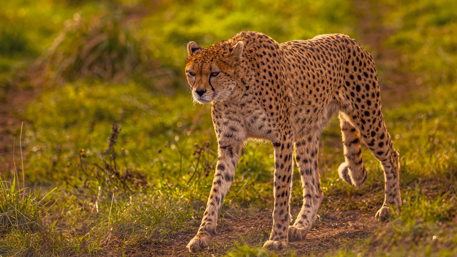 2024 Cheetah Territory Dr Ywp 22
