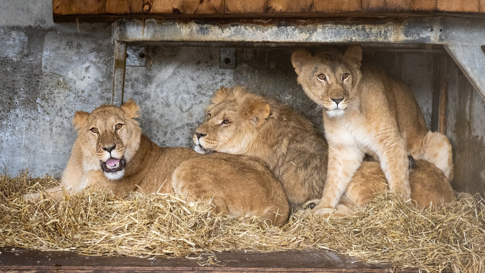 ACP MDM210324ZOO 70