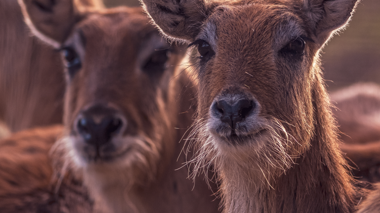 2022 02 22 2022Double Lechwe 1 Dr Ywp