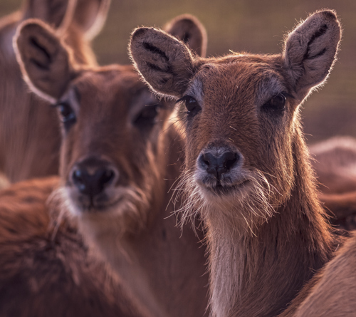 2022 02 22 2022Double Lechwe 1 Dr Ywp