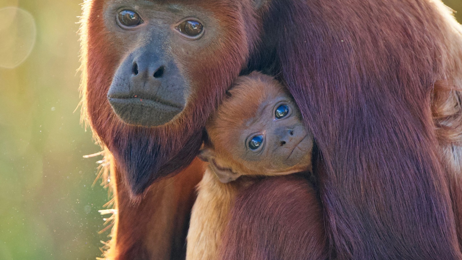 10 Oct Pablo Howler Monkey Baby Born Cr Mark Dinnage
