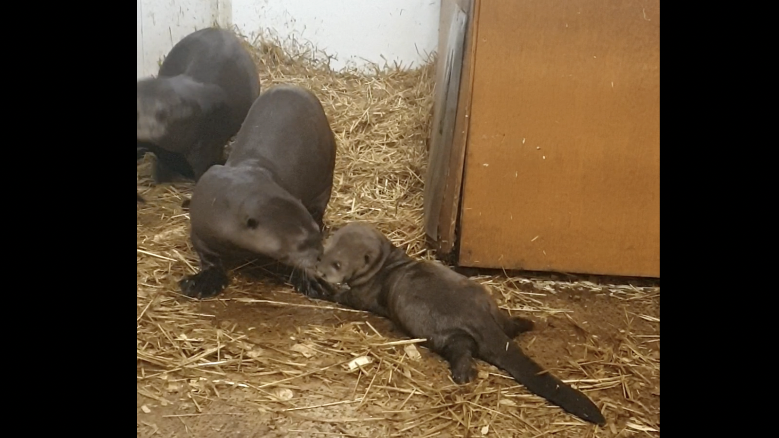 Baby Otter Ywp 04