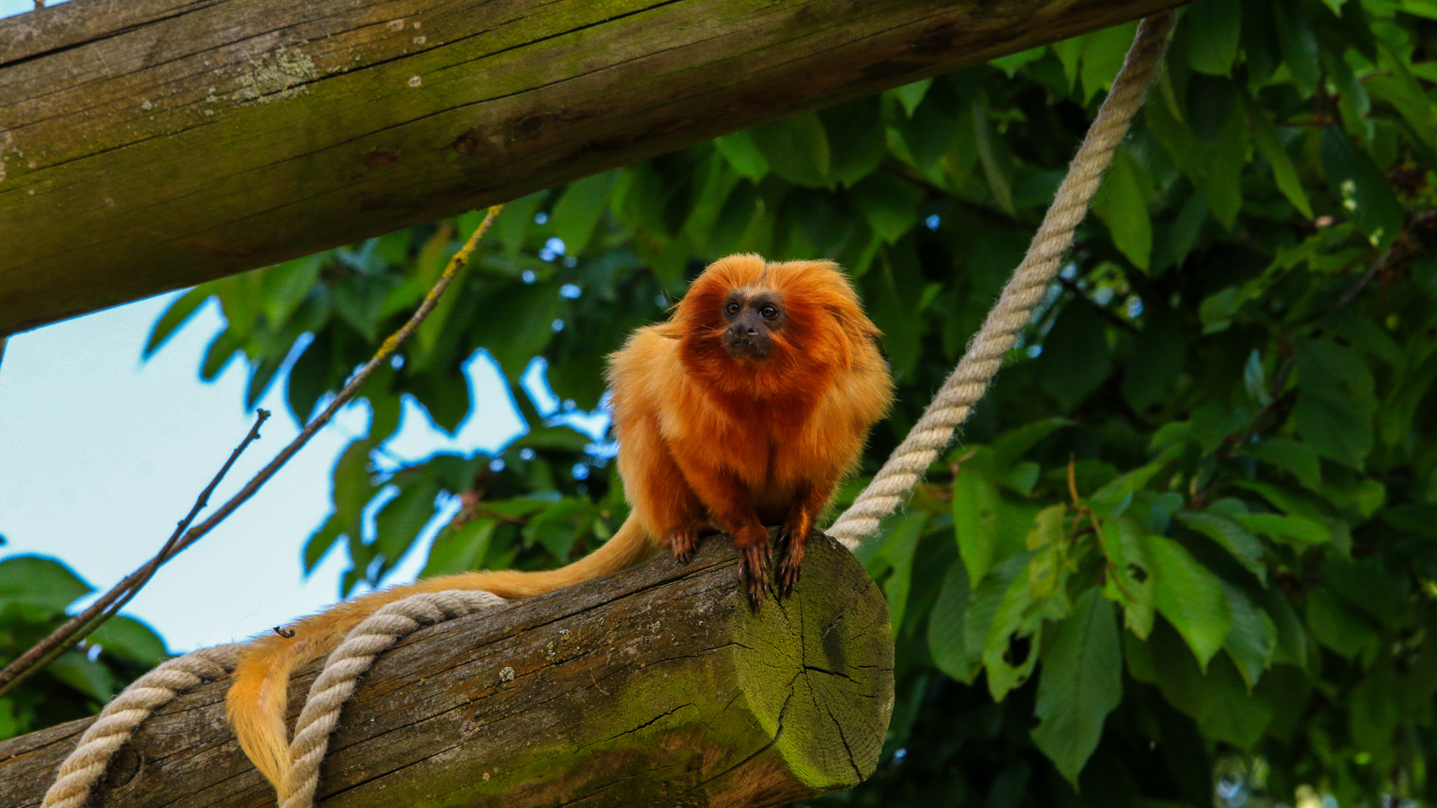 Golden Lion Tamarin 5
