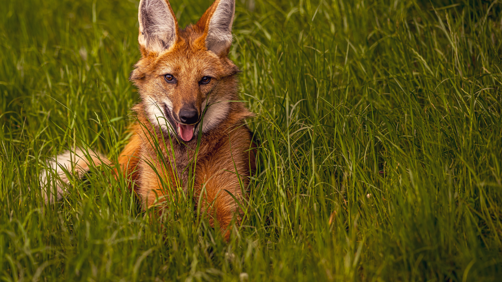 2024 Maned Wolf Dr Ywp 14