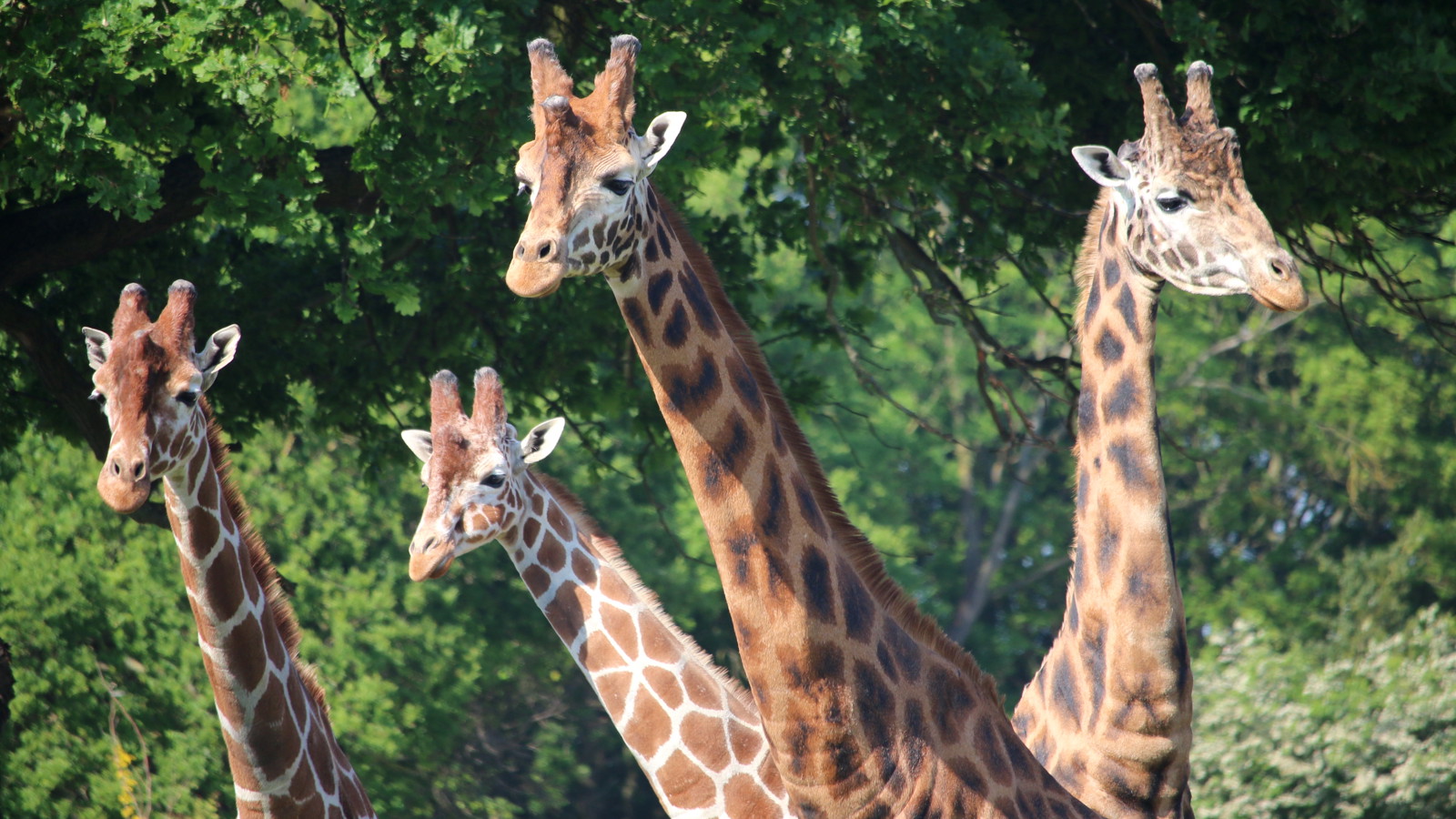 7 Jul Jambo The Giraffe Turns 12 Years Old