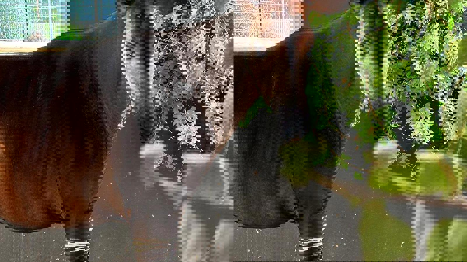 Img 9878